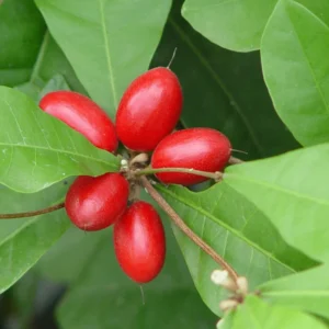 Miracle Fruit Tree Plant, Unique Edible Berry Plant, 2 to 3 Ft