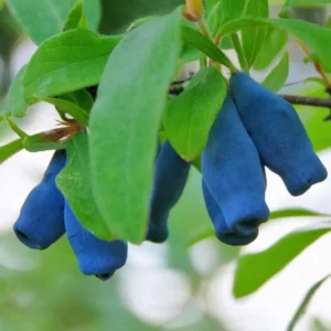 Haskap Honeyberry Live Plant, Cold-Hardy Edible Honeysuckle Berry Fruit Bush - 4 Inch Pot