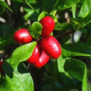 Miracle Fruit Tree Plant, Unique Edible Berry Plant, 2 to 3 Ft