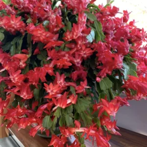 Thanksgiving Cactus Live Plant - Perfect Flowering Succulent Indoor Plant