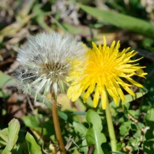 Dandelion Plants, Yellow Dandelion Flowers Plant Bare Roots