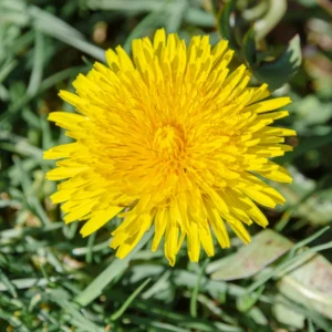Dandelion Plants, Yellow Dandelion Flowers Plant Bare Roots