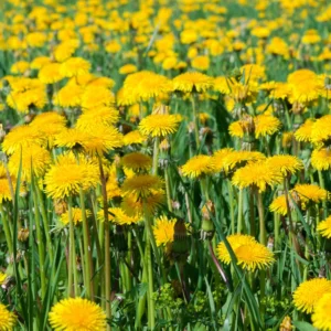 Dandelion Plants, Yellow Dandelion Flowers Plant Bare Roots