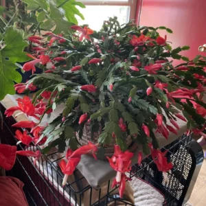 Thanksgiving Cactus Live Plant - Perfect Flowering Succulent Indoor Plant