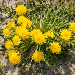Dandelion Plants, Yellow Dandelion Flowers Plant Bare Roots