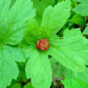 Goldenseal Plant Roots, Hydrastis Canadensis Root