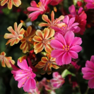 Lewisia Flowers Plantt, Hardy Vibrant Blooms for Low Maintenance
