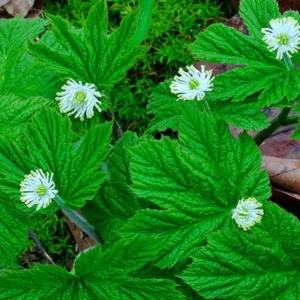 Goldenseal Plant Roots, Hydrastis Canadensis Root