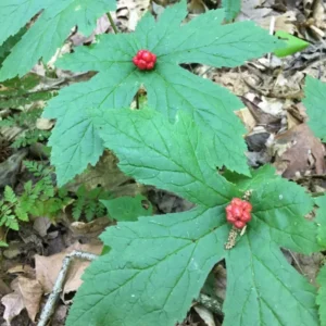 Goldenseal Plant Roots, Hydrastis Canadensis Root