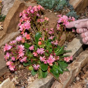 Lewisia Flowers Plantt, Hardy Vibrant Blooms for Low Maintenance