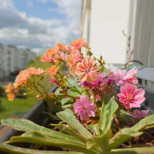 Lewisia Flowers Plantt, Hardy Vibrant Blooms for Low Maintenance