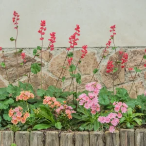 Lewisia Flowers Plantt, Hardy Vibrant Blooms for Low Maintenance