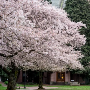 Cherry Blossom Tree, Elegant Spring Blooms for Your Garden, 6 to 10 Inch Tall, 2.5 Inch Pot