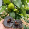 Sapote Tree, Tropical Fruit for Home Gardens