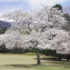 Cherry Blossom Tree, Elegant Spring Blooms for Your Garden, 6 to 10 Inch Tall, 2.5 Inch Pot