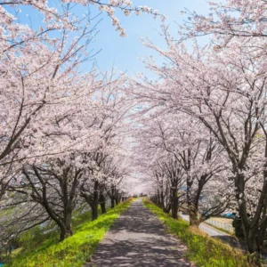 Cherry Blossom Tree, Elegant Spring Blooms for Your Garden, 6 to 10 Inch Tall, 2.5 Inch Pot