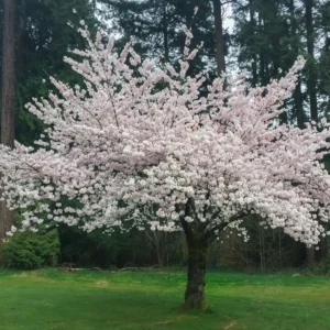 Cherry Blossom Tree, Elegant Spring Blooms for Your Garden, 6 to 10 Inch Tall, 2.5 Inch Pot