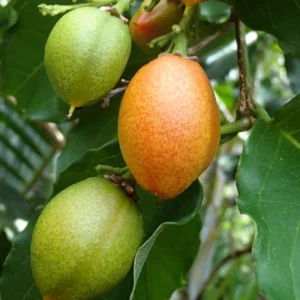 Peanut Butter Fruit Plant - Bunchosia glandulifera, Sweet, Nutty Flavors for Your Garden