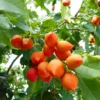 Peanut Butter Fruit Plant - Bunchosia glandulifera, Sweet, Nutty Flavors for Your Garden