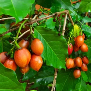 Peanut Butter Fruit Plant - Bunchosia glandulifera, Sweet, Nutty Flavors for Your Garden