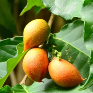 Peanut Butter Fruit Plant - Bunchosia glandulifera, Sweet, Nutty Flavors for Your Garden