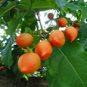 Peanut Butter Fruit Plant - Bunchosia glandulifera, Sweet, Nutty Flavors for Your Garden