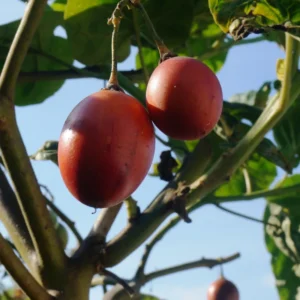 Tamarillo Tomato Tree Plant, Exotic Fruit Plant, Tangy, Sweet Flavor Fruits