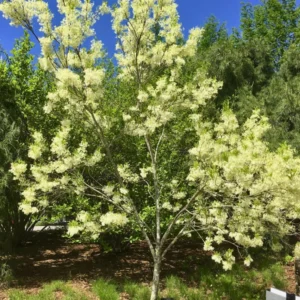 White Fringe Flower Plant - Flowering Beautiful Plant, 2.5 Inch Pot