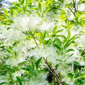 White Fringe Flower Plant - Flowering Beautiful Plant, 2.5 Inch Pot