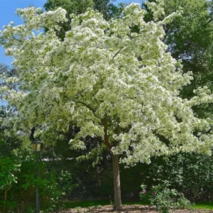 White Fringe Flower Plant - Flowering Beautiful Plant, 2.5 Inch Pot