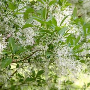 White Fringe Flower Plant - Flowering Beautiful Plant, 2.5 Inch Pot