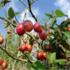 Tamarillo Tomato Tree Plant, Exotic Fruit Plant, Tangy, Sweet Flavor Fruits