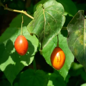 Tamarillo Tomato Tree Plant, Exotic Fruit Plant, Tangy, Sweet Flavor Fruits