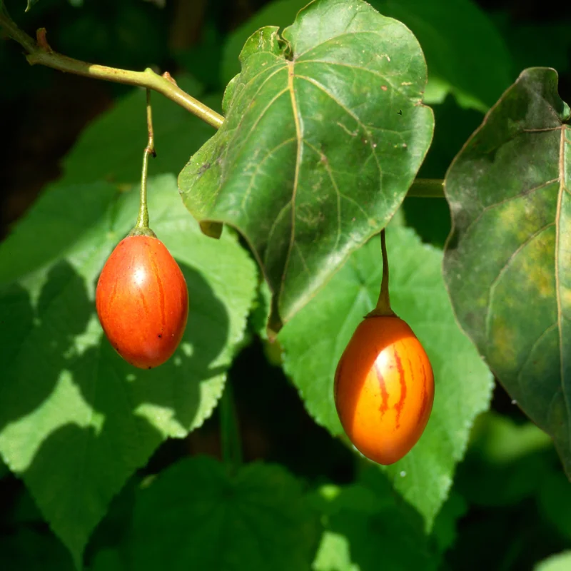 Tamarillo Tomato Tree Plant, Exotic Fruit Plant, Tangy, Sweet Flavor Fruits