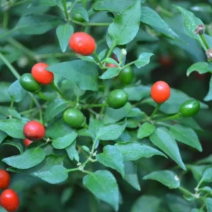 Chiltepin Pepper Plants, Native Wild Hot Peppers Plant, 4 Inch Pot