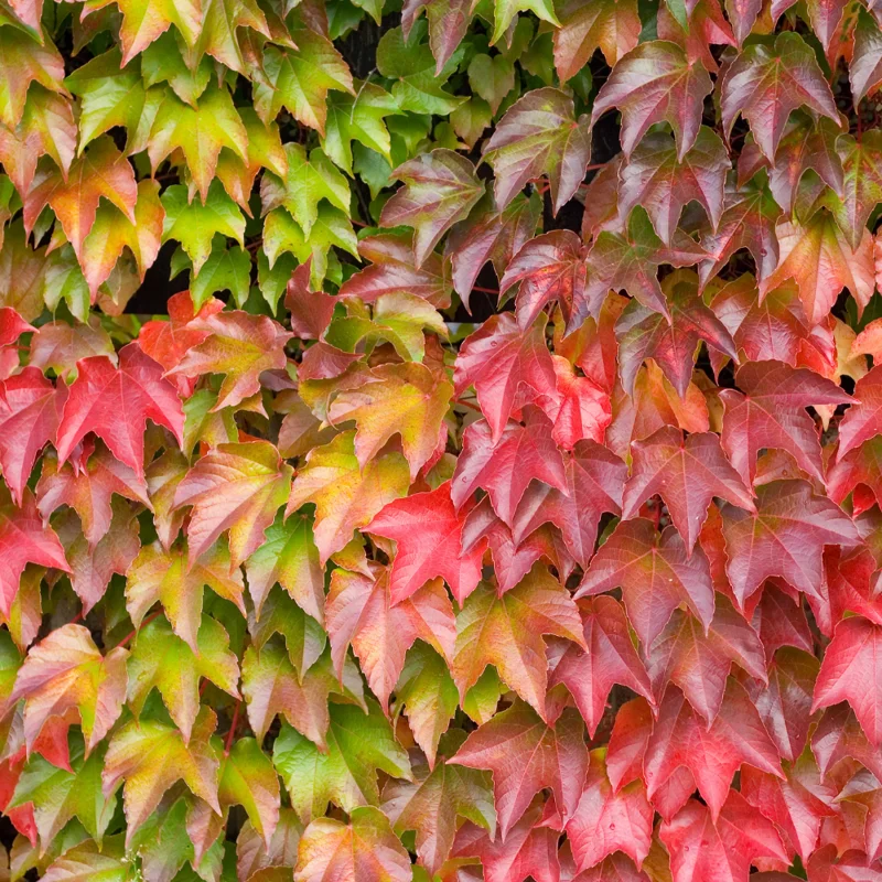 Boston Ivy Vine Plant, 2.5 Inch Pot Fast-Growing Vine for Fences & Walls