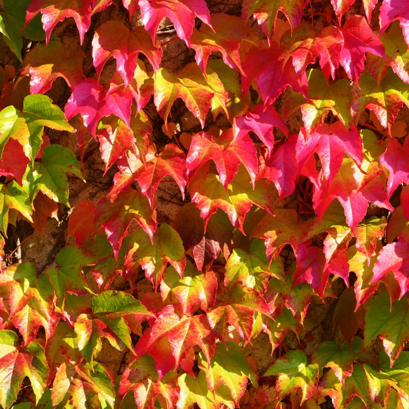 Boston Ivy Vine Plant, 2.5 Inch Pot Fast-Growing Vine for Fences & Walls