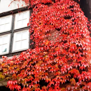 Boston Ivy Vine Plant, 2.5 Inch Pot Fast-Growing Vine for Fences & Walls