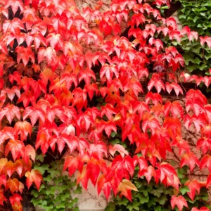 Boston Ivy Vine Plant, 2.5 Inch Pot Fast-Growing Vine for Fences & Walls