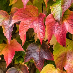 Boston Ivy Vine Plant, 2.5 Inch Pot Fast-Growing Vine for Fences & Walls