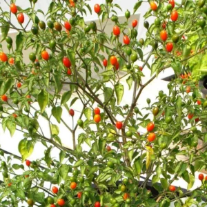 Chiltepin Pepper Plants, Native Wild Hot Peppers Plant, 4 Inch Pot