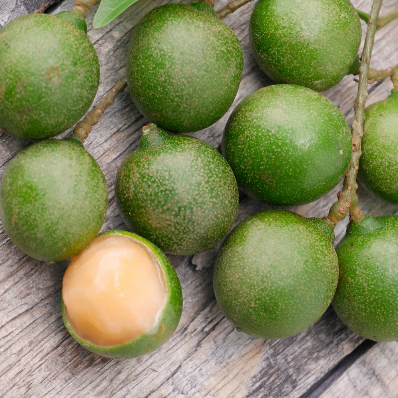 Spanish Lime Tree Plant, Exotic Tropical Fruit Tree for Home Gardens