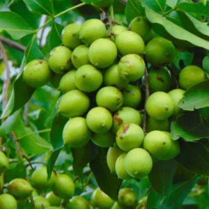 Spanish Lime Tree Plant, Exotic Tropical Fruit Tree for Home Gardens