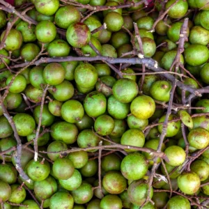 Spanish Lime Tree Plant, Exotic Tropical Fruit Tree for Home Gardens