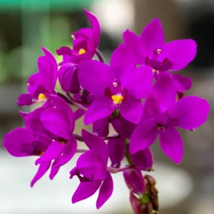 Ground Orchid Plant, Spathoglottis Plicata, Easy to Grow Tropical Flowers, 4 Inch Pot