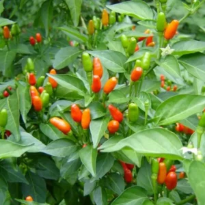 Pequin Pepper Plants, Native Wild Hot Peppers Plant, 4 Inch Pot