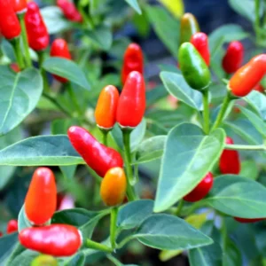 Pequin Pepper Plants, Native Wild Hot Peppers Plant, 4 Inch Pot