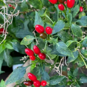 Pequin Pepper Plants, Native Wild Hot Peppers Plant, 4 Inch Pot