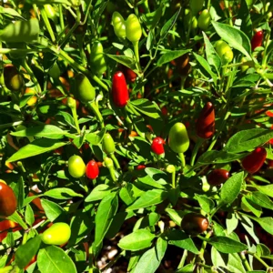 Pequin Pepper Plants, Native Wild Hot Peppers Plant, 4 Inch Pot