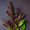 Elevate Your Garden with 2 African Blue Basil Plants Live - 4 Inch Potted Herb Plants